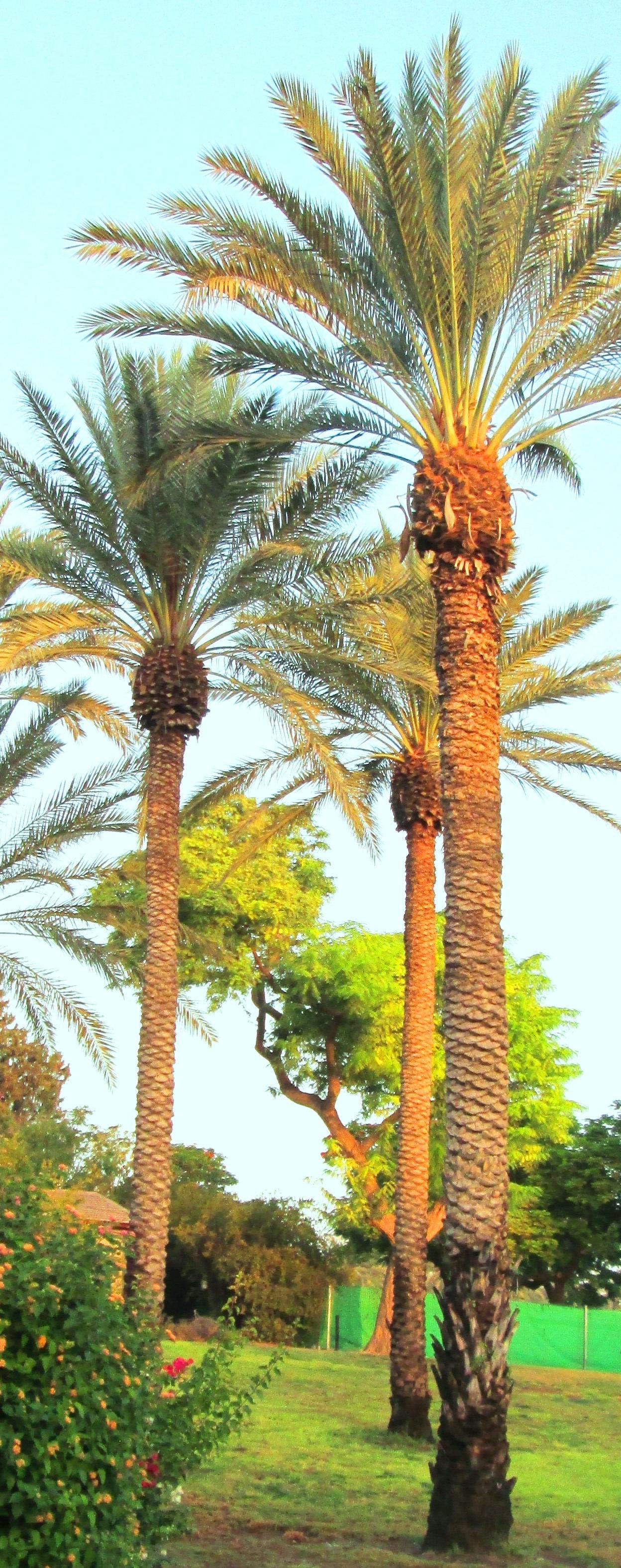 Palm Friends by KJ Hannah Greenberg