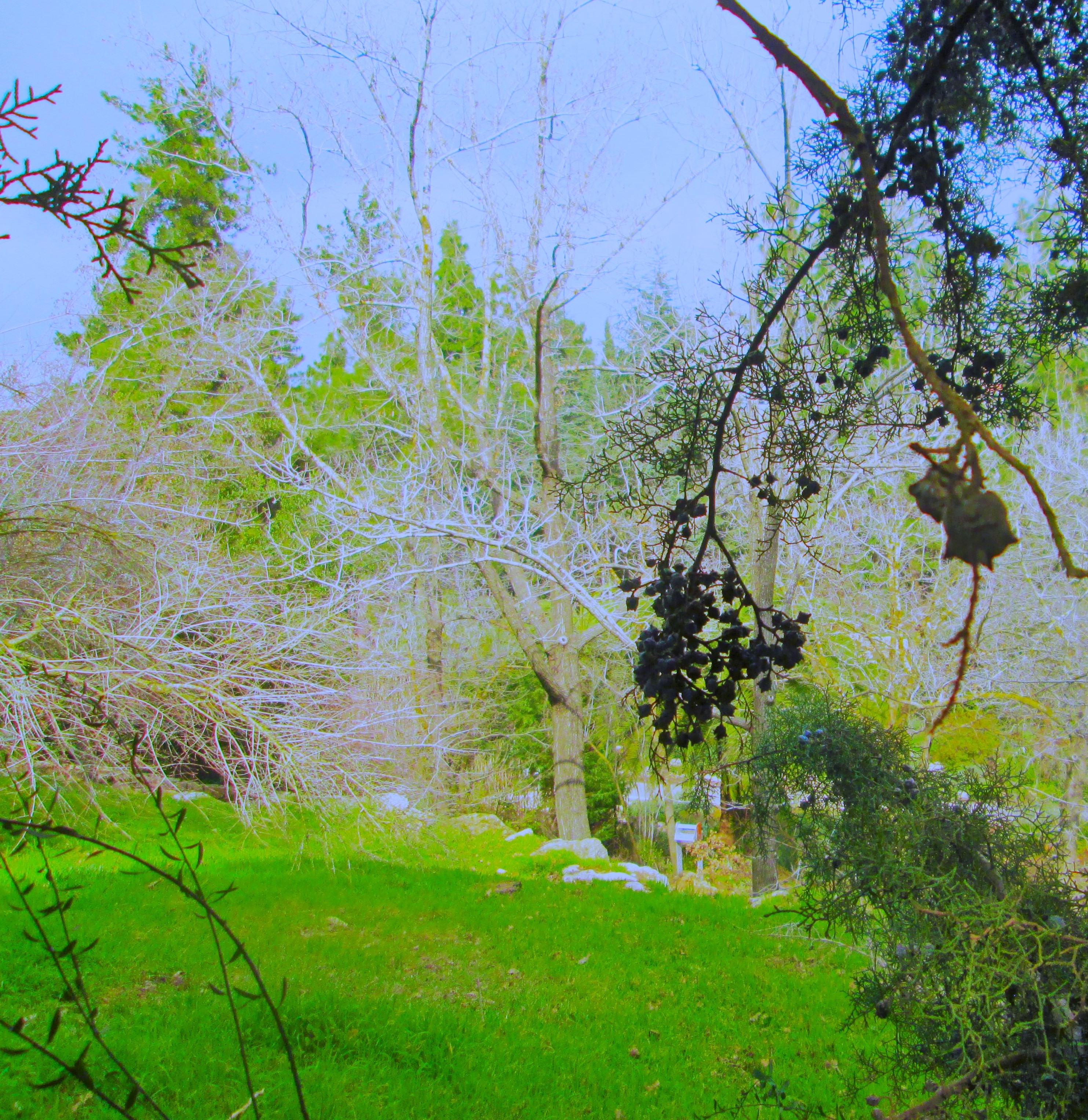 Wonderland by KJ Hannah Greenberg