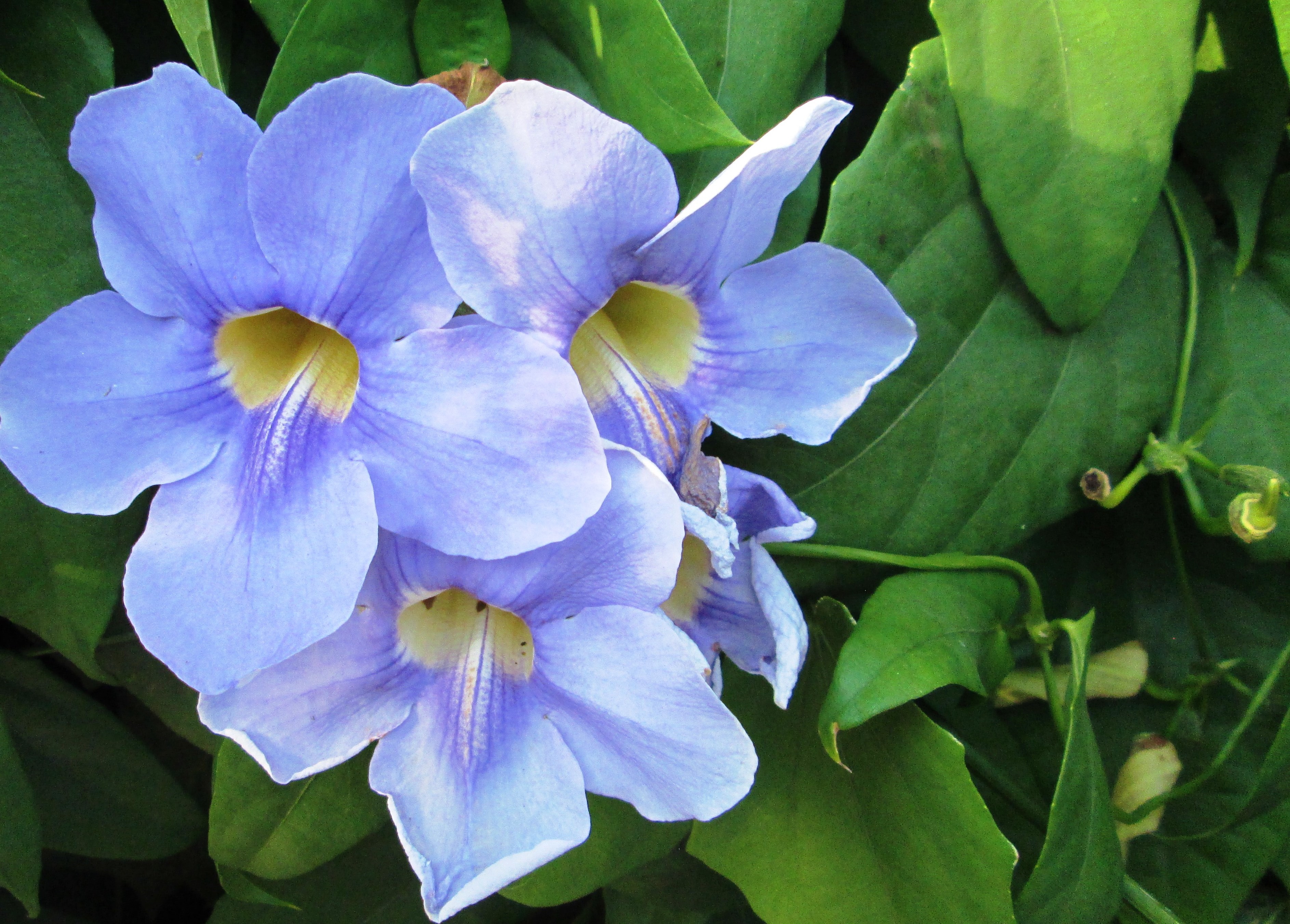 Autumnal Blossom by KJ Hannah Greenberg
