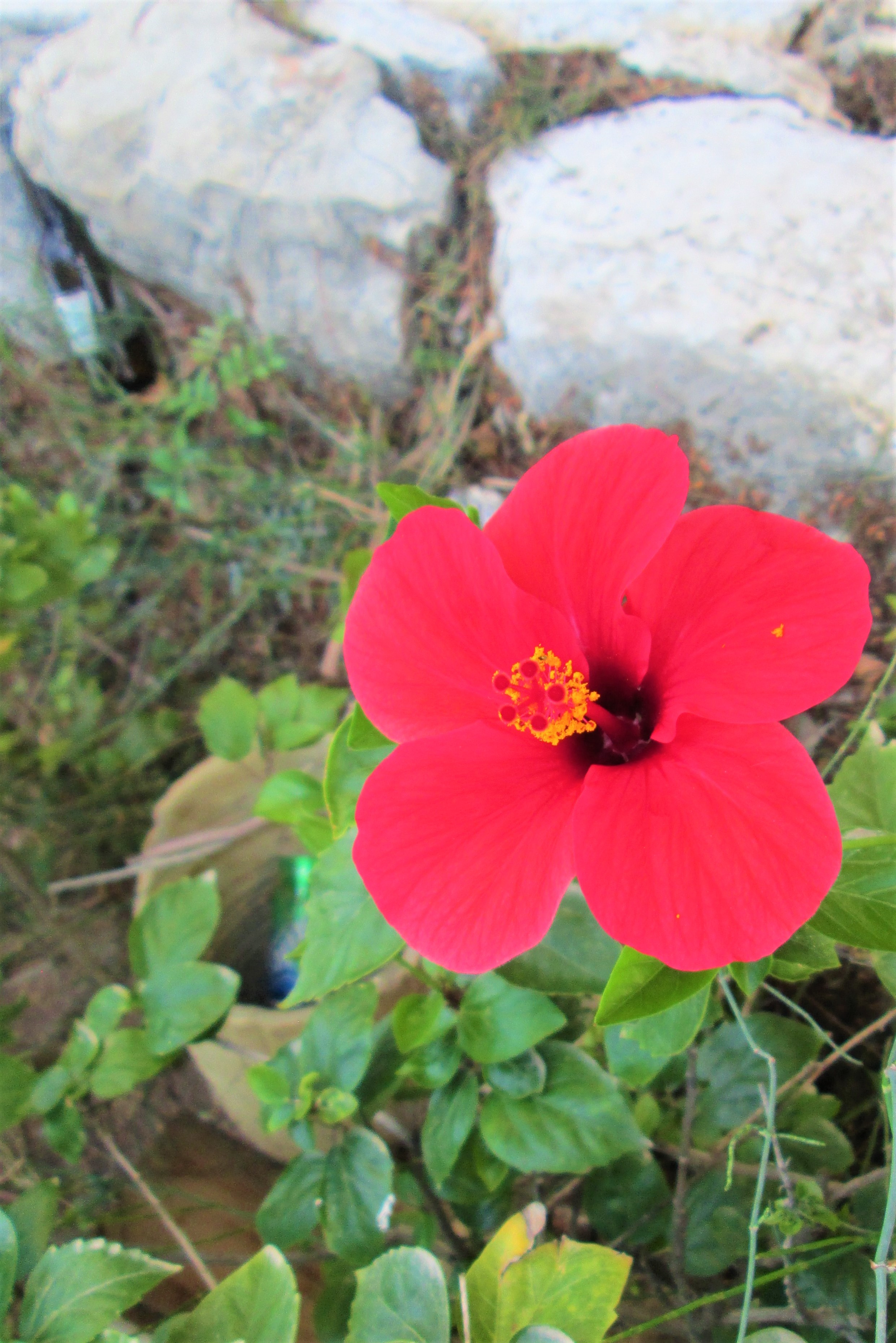 Hibiscus 9 by KJ Hannah Greenberg