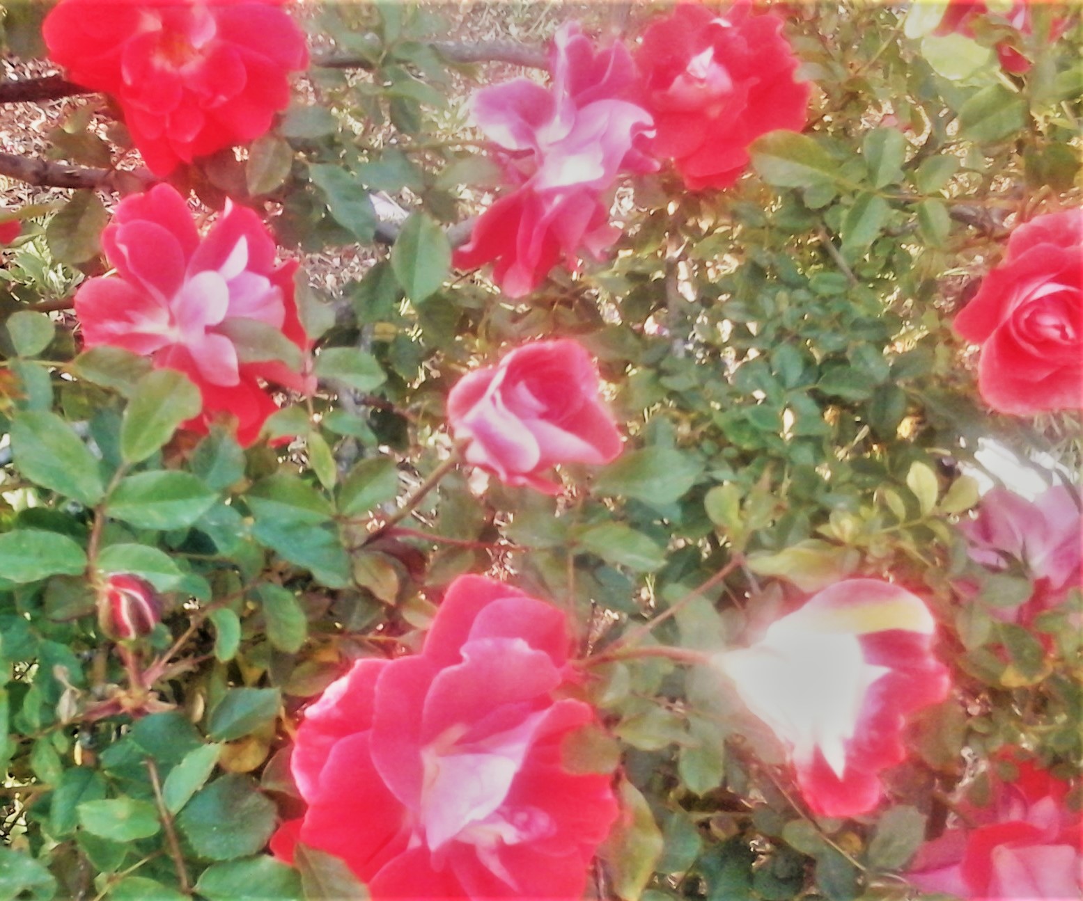 Roses are Red by KJ Hannah Greenberg