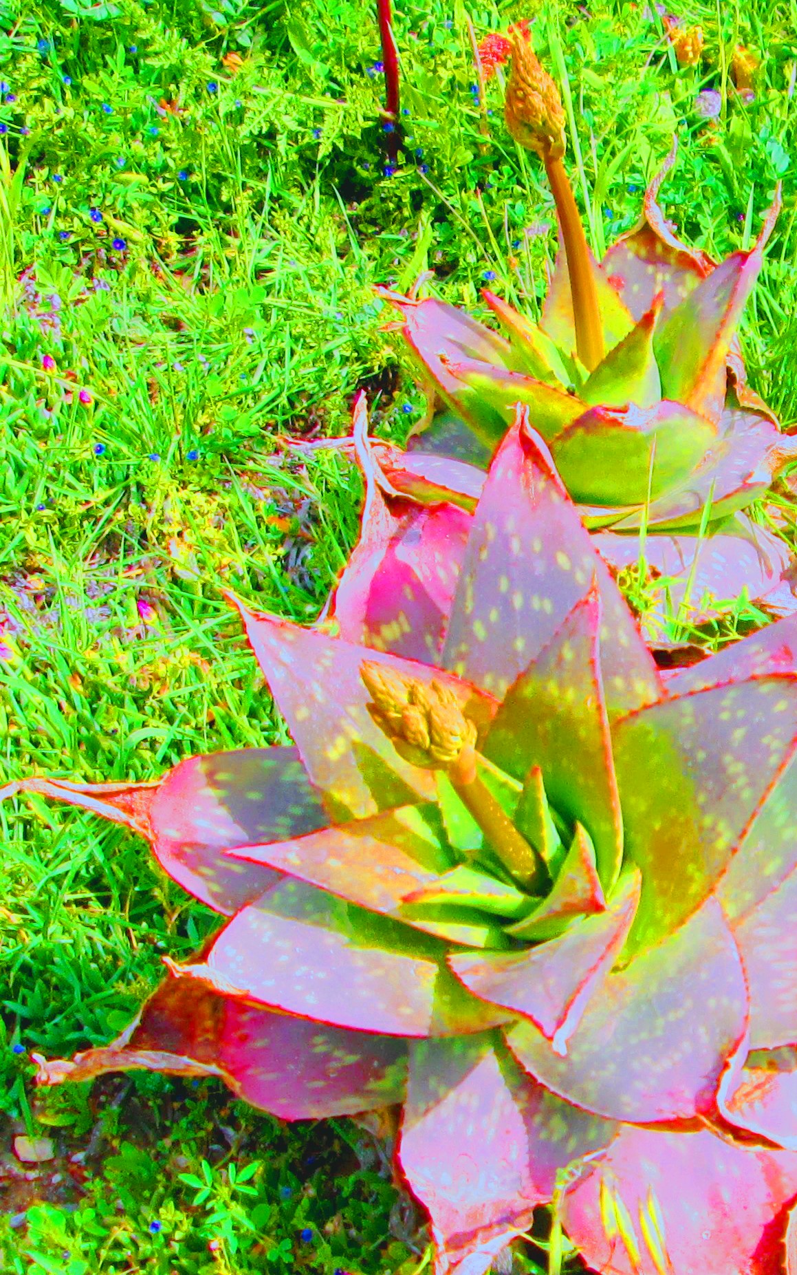 Strange Fruit by KJ Hannah Greenberg