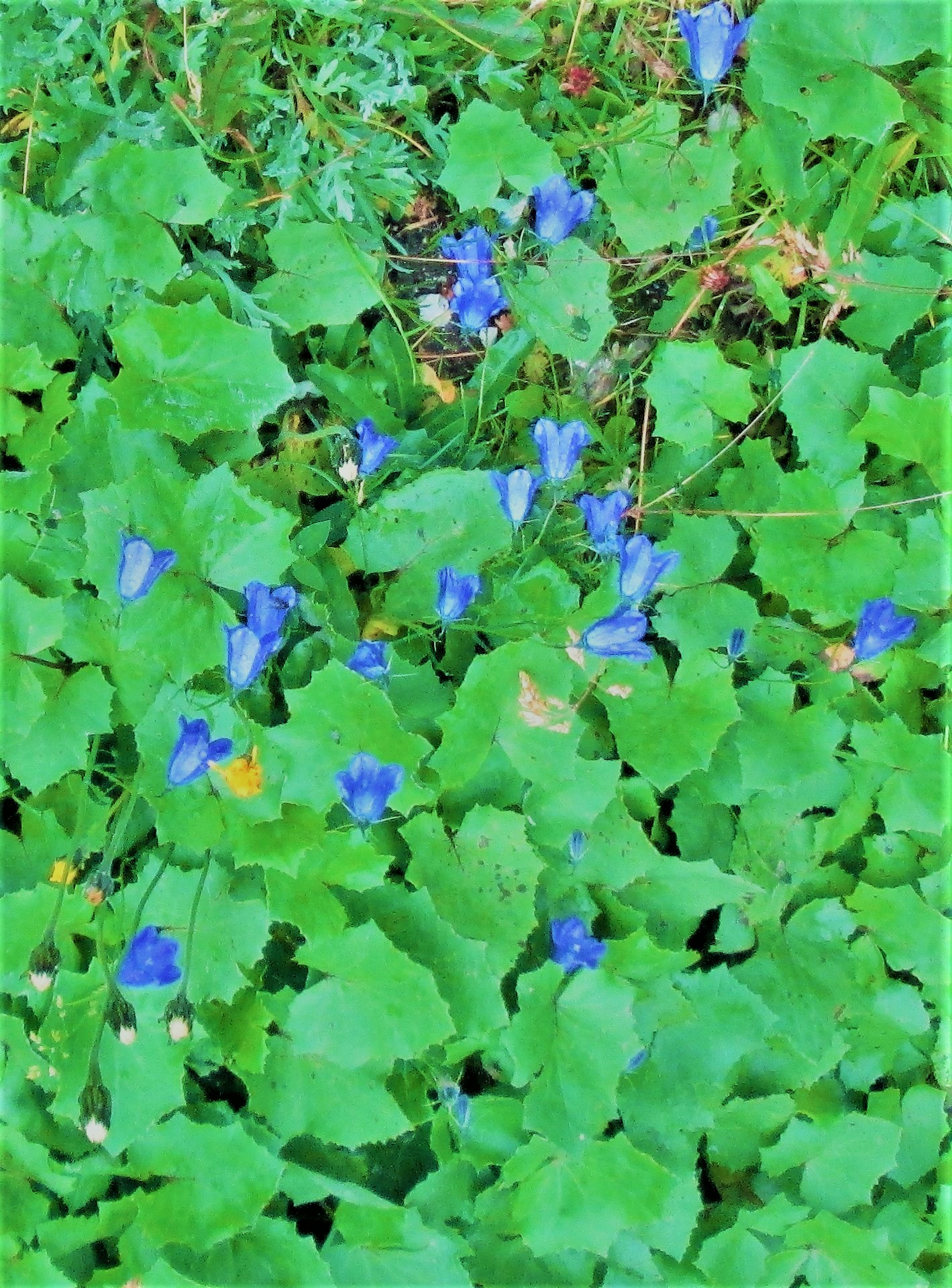 Violets by KJ Hannah Greenberg