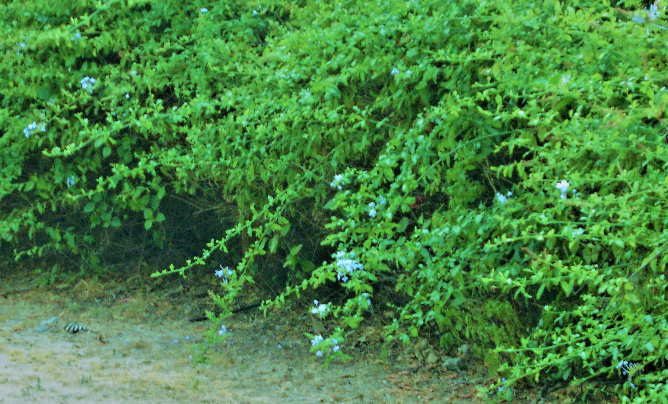 Bits of Purple by KJ Hannah Greenberg