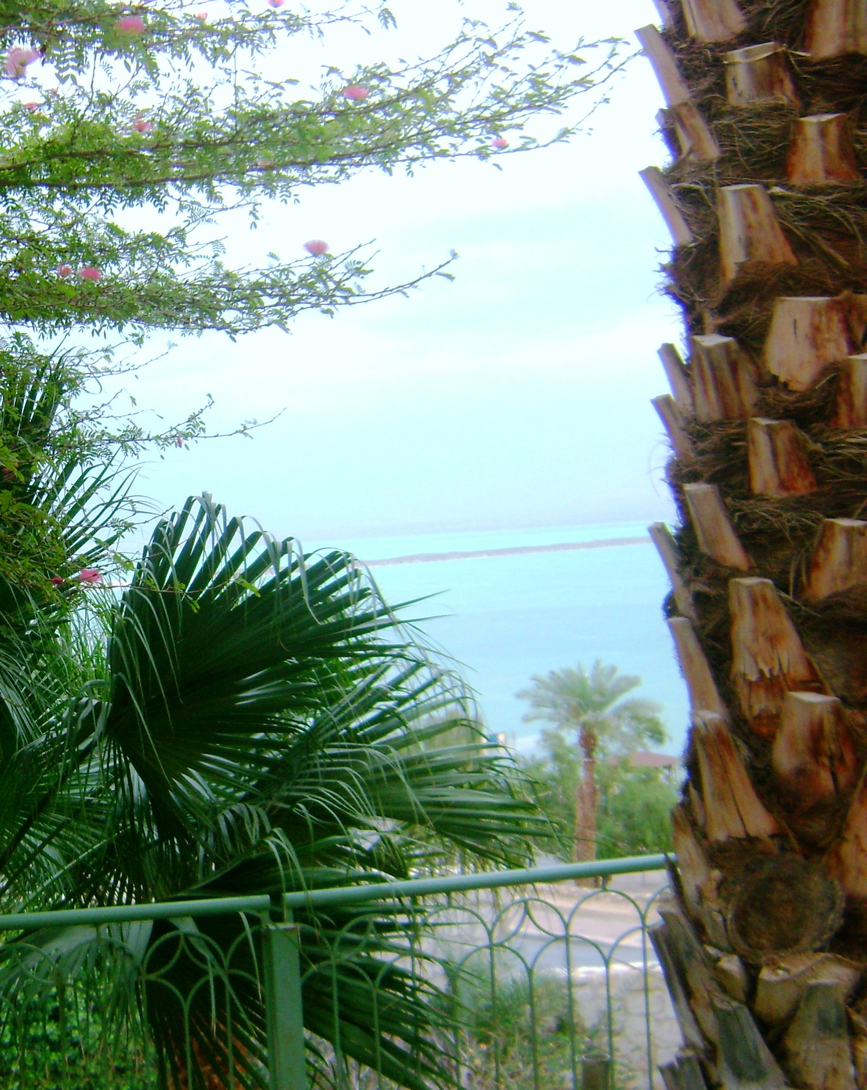 tree 1 by KJ Hannah Greenberg