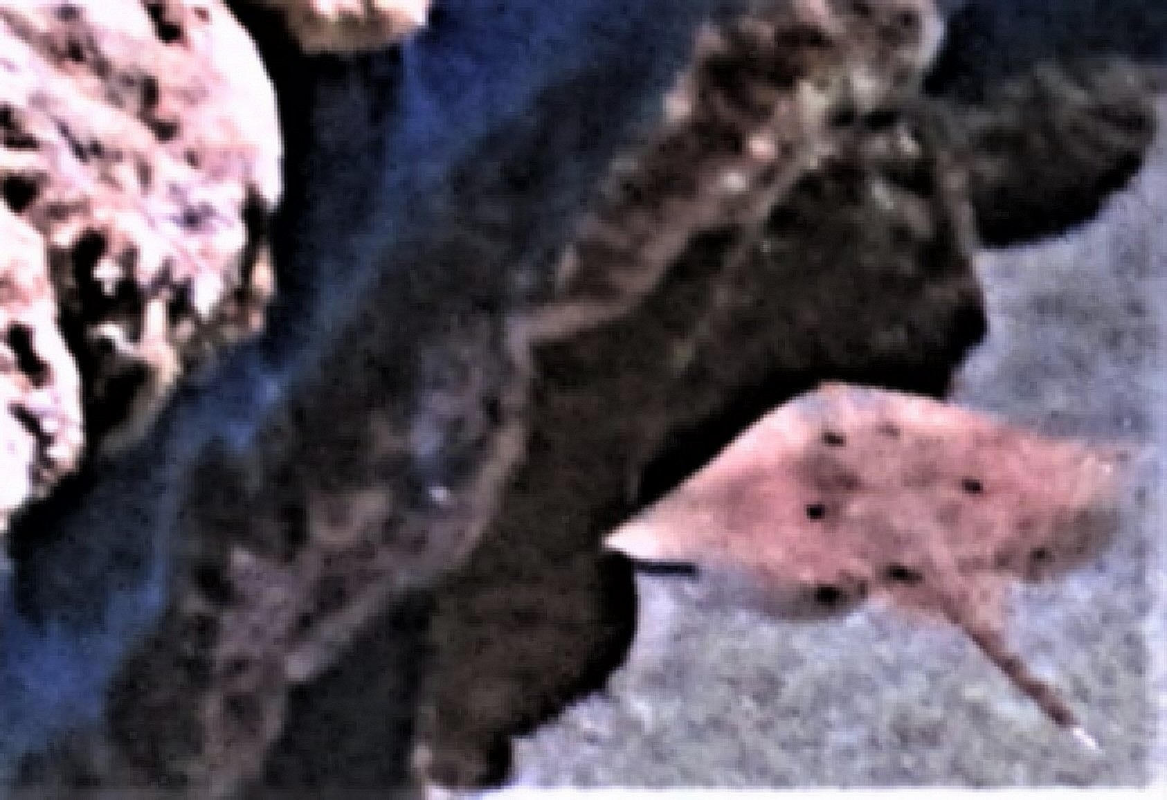 Stingray 3 by KJ Hannah Greenberg