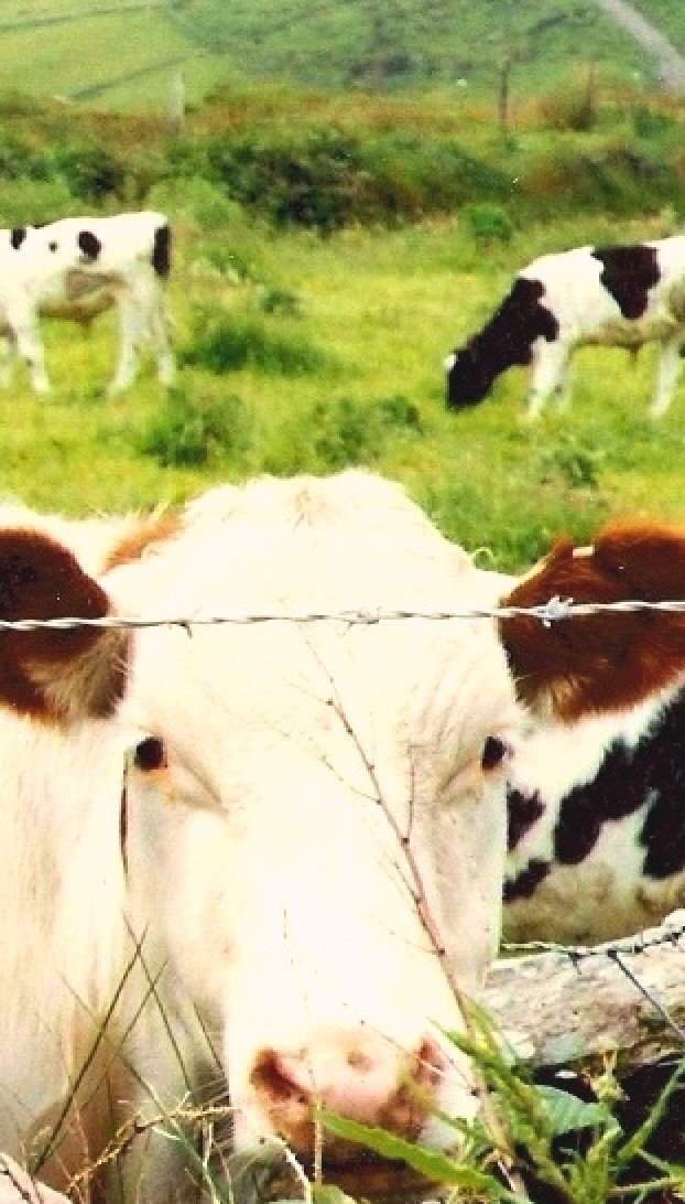 That Bovine Face by KJ Hannah Greenberg