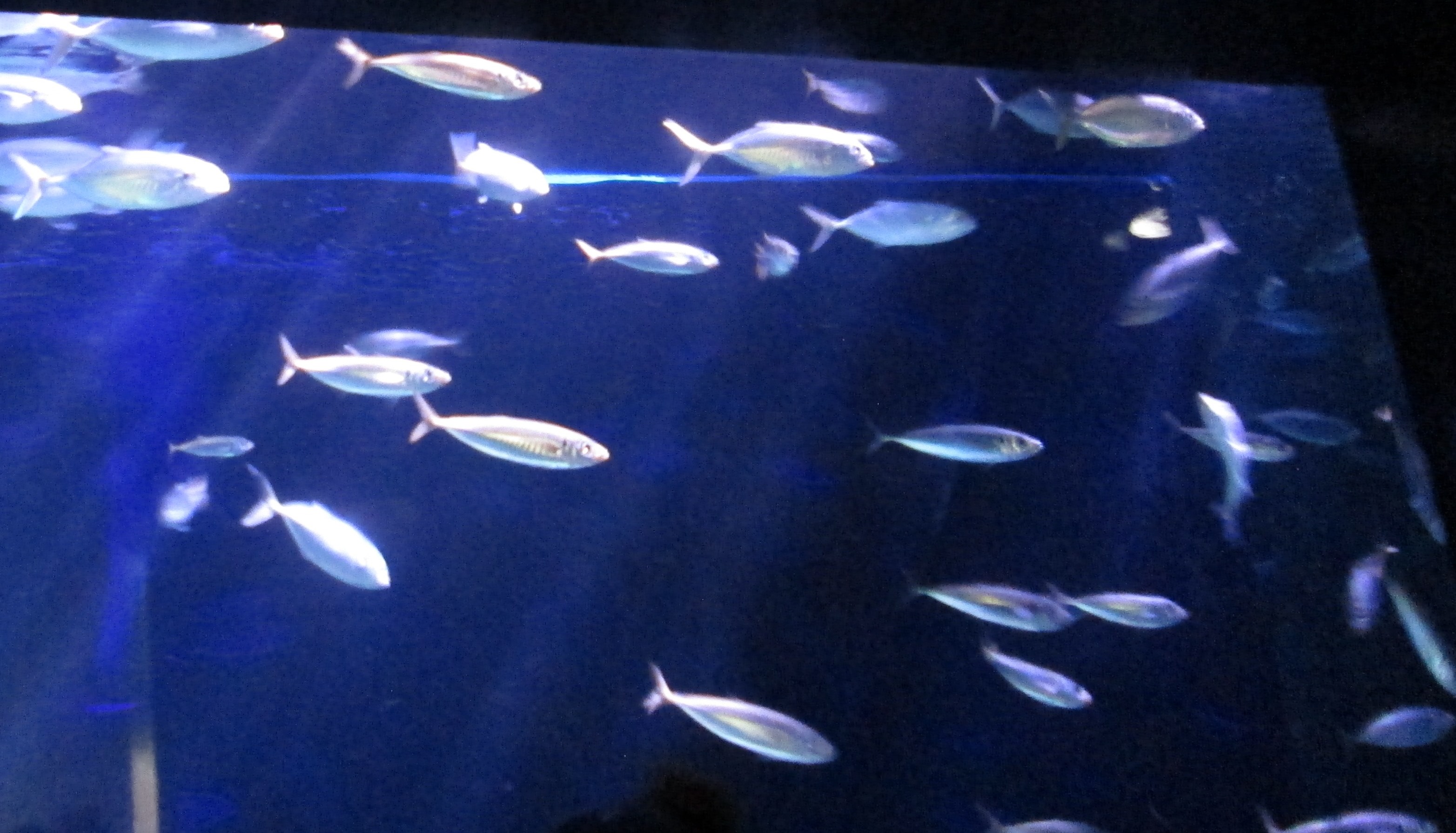 Fish In The Sea by KJ Hannah Greenberg