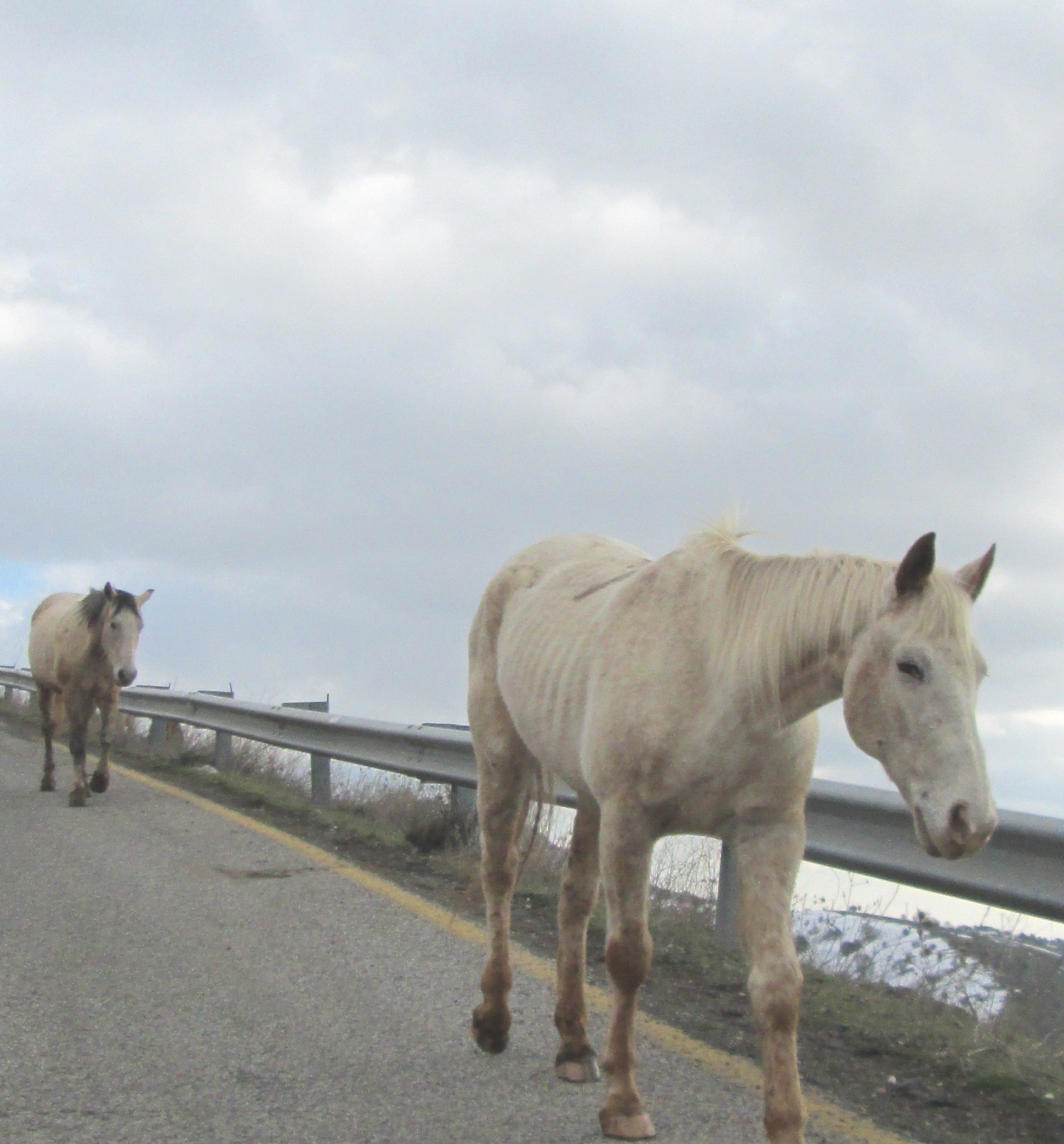 Neigh by KJ Hannah Greenberg